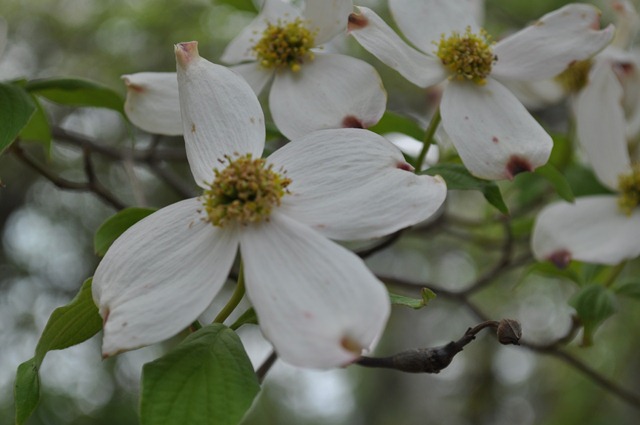DSC_0631 DSC_0631