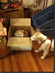 charlie&gin
