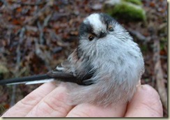 long-tailed-tit