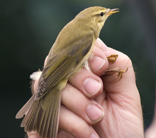 [reedwarbler2.jpg]