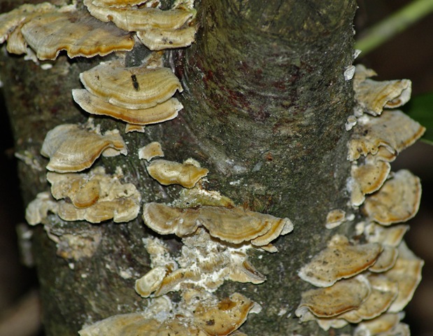 [fungus 2[2].jpg]