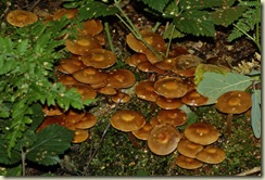 fungus 11