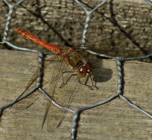 [darter ex[2].jpg]