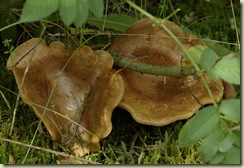 large shrooms