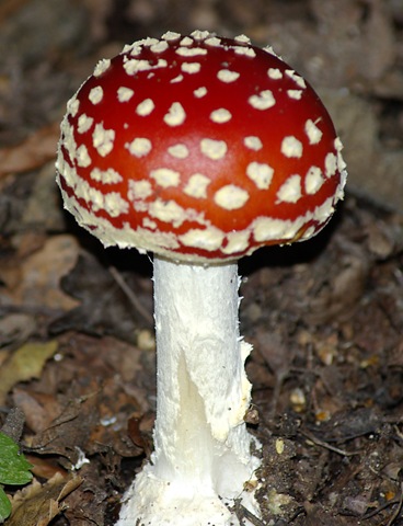[agaric 1[2].jpg]