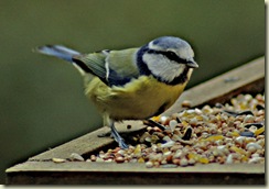 blue tit
