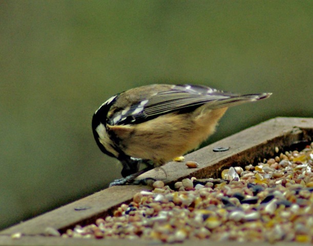 [coal tit 3[2].jpg]