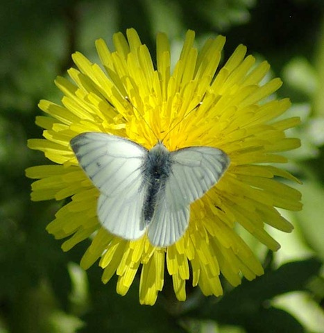 [flutterby2[3].jpg]
