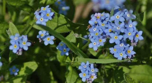 [forget me nots[3].jpg]
