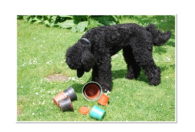 digital scrapbooking freebies   When the dog’s quiet!