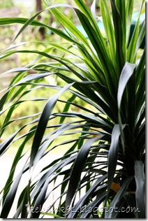IMG_1187 copy