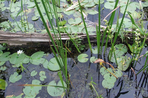 [b2009_0823Towpath0080[4].jpg]