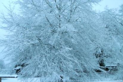 [snow tree[19].jpg]