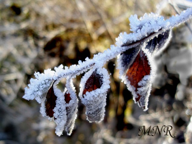 [Löv-med-rimfrost.[2].jpg]