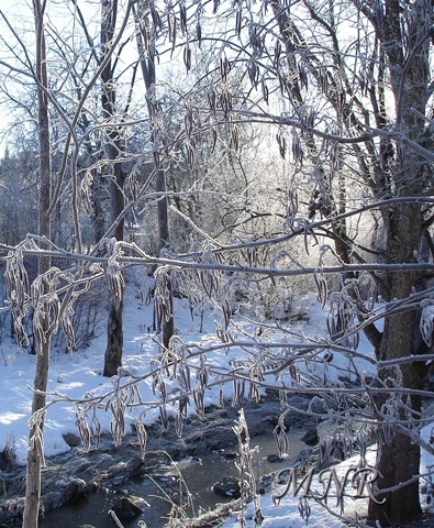 [motljus-och-rimfrost.[6].jpg]