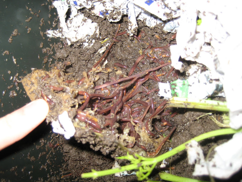 Wormies eating our compost