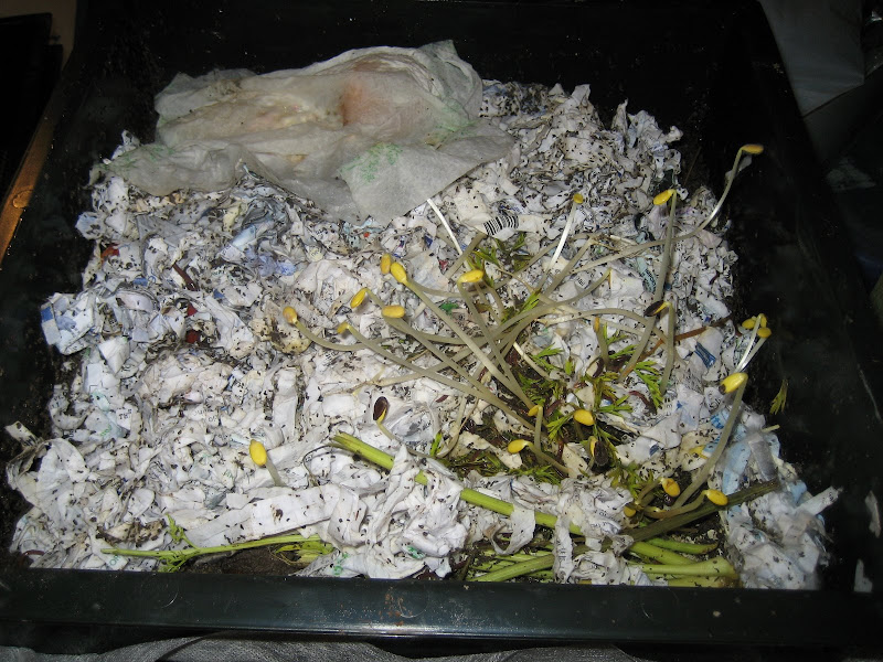 Carrot greens sprouting in the worm bin. Bad idea.