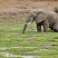 luangwa-81.jpg