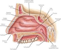 [nasal cavity[3].jpg]