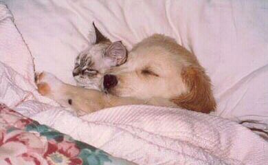 [cuddle cat and dog[3].jpg]