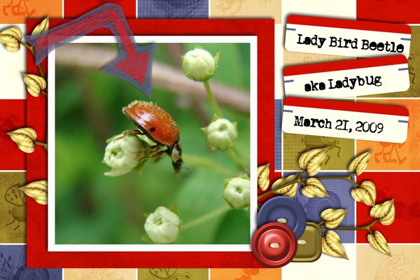 [ladybirdbeetle2009WEB[2].jpg]