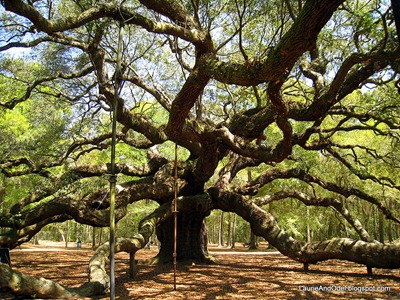 Angel Oak