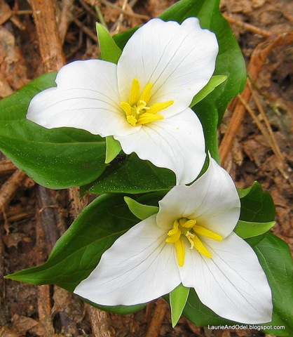 [Trilliums[6].jpg]
