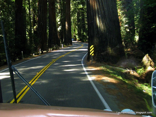 [Redwoods 2[3].jpg]