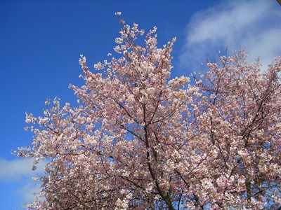 Pink Blossoms in March-1