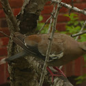 White winged dove