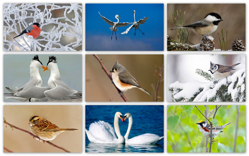 Full HD Birds Wallpaper Pack 001 Fastest Download Full HD Birds Wallpaper Pack 001 Fastest Download