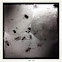 Black widow spiderlings