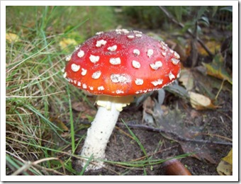 mushroom2
