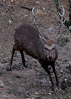 Bull sika, Mikasa