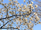 Cherry blossoms, Glover Gardens, Nagasaki