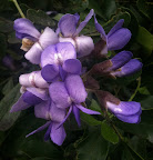 Texas Mountain Laurel