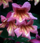 Crossvine