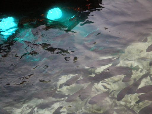 i love fishes