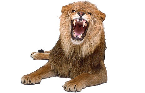 [image_sci_animal001[2].jpg]