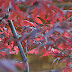 DSC_0087.JPG