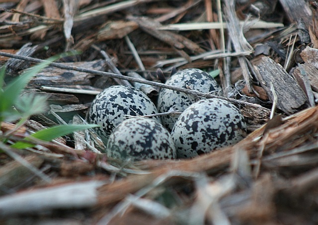 [Eggs45.jpg]