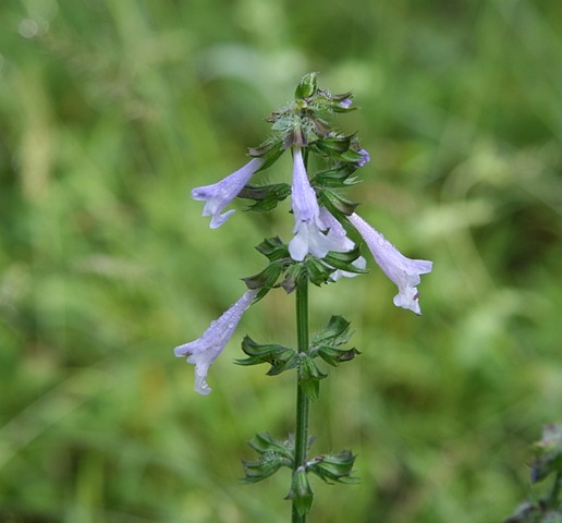 [IMG_36663.jpg]