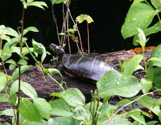 [IMG_36746.jpg]