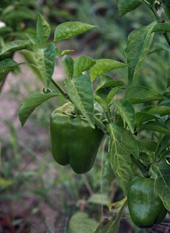 [peppers3.jpg]