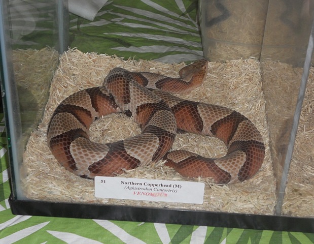 [Copperhead7.jpg]