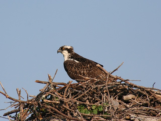 [Osprey67.jpg]
