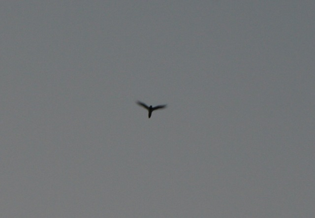 [Nighthawk13.jpg]