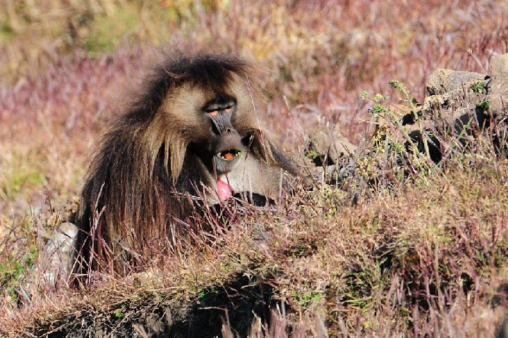 etiopia