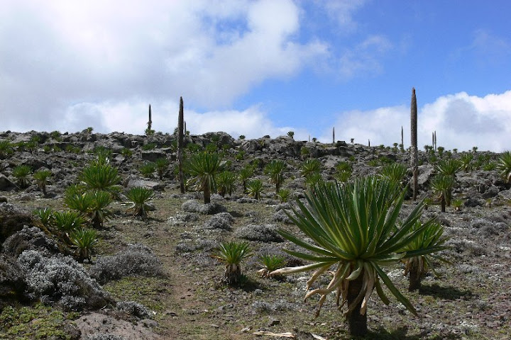 etiopia