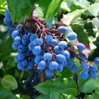 Oregon-grape